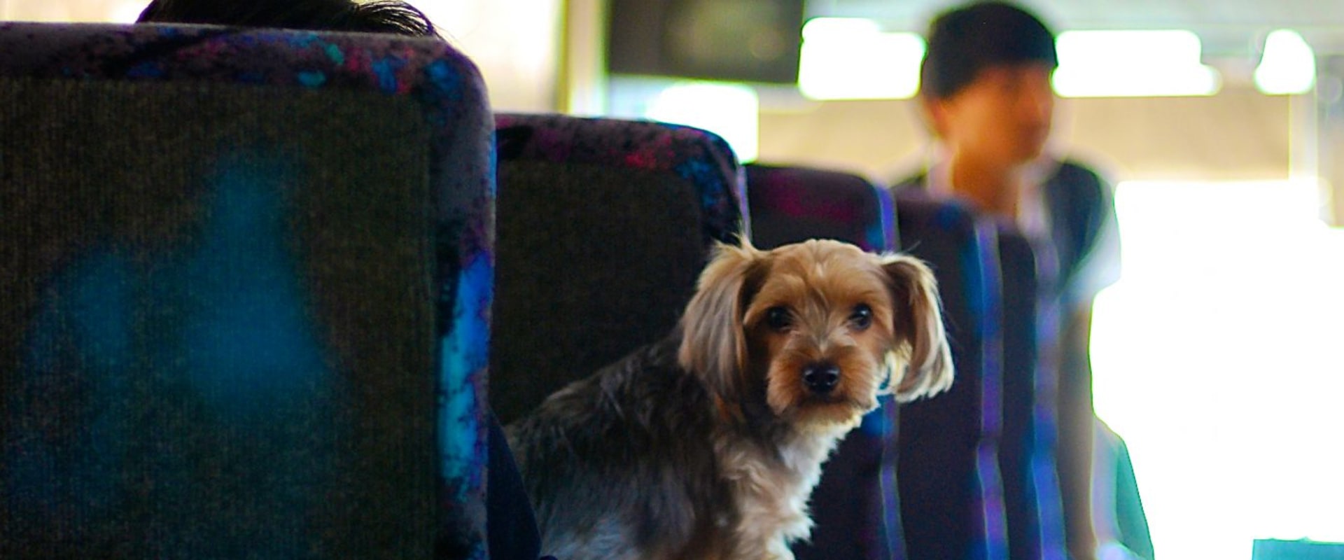 Bringing Pets on the Party Bus: What You Need to Know